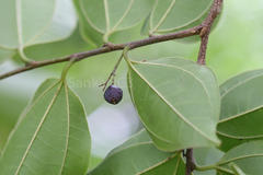 Celtis timorensis